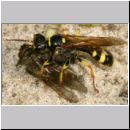 Mellinus arvensis - Kotwespe w37c 14mm mit Fliege.jpg